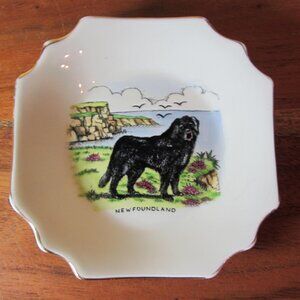 newfoundland dog plate vintage taylor & kent (W4899)